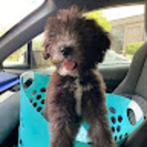 Meet your Posher, Lu